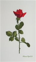 Роза «Love» 