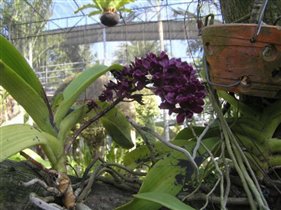 Тайские орхидеи