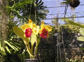 Тайские орхидеи