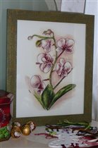 Орхидеи от Orchidea :)