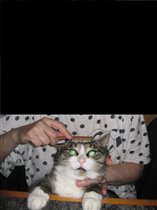 причёсывание кота:)
