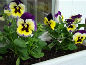 анютины глазки 