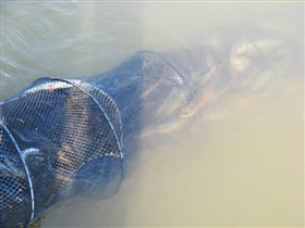 Улов, но мелкий