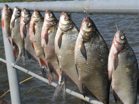 Такие лещи ловились на донку с пирса