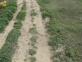 Была и такая живность.