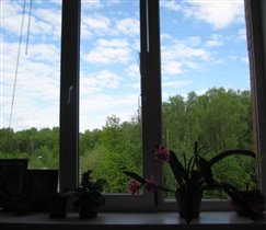 Вид из окна на лес (фотографировала, лёжа на кровати :)