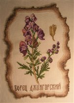 Борец джунгарский (Золотое руно)