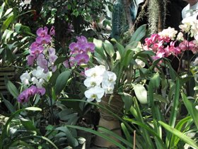 Орхидеи в оранжерее