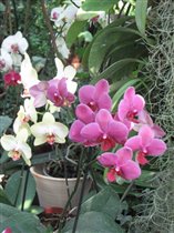 еще орхидеи
