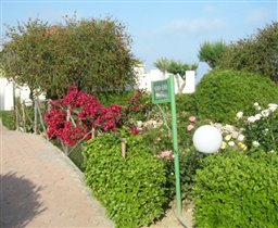 красиво и зелено