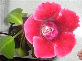 Цветок Глаксинии
