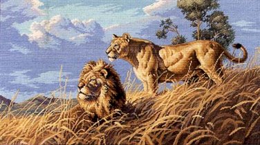 African lions