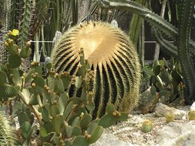 Кактусовая оранжерея в Никитском ботаническом саду