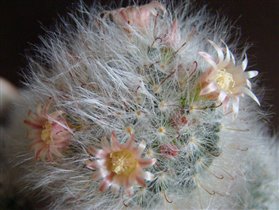 маммиллярия бокасская