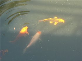 Рыбки золотые - кои