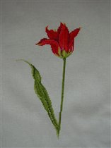 тюльпан от Beatrice