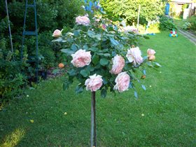 Штамб Garden of roses