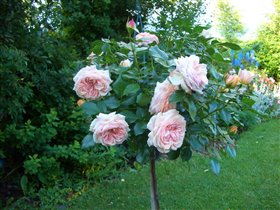 Штамб Garden of roses