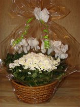 цикламен и хризантема