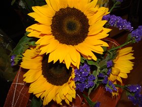 подсолнухи