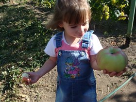 Огромное яблоко