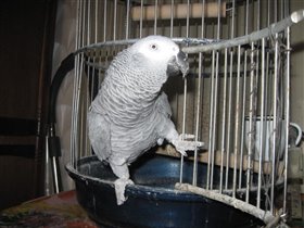 Глафира-попугай жако
