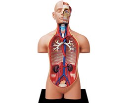 Модель тела человека