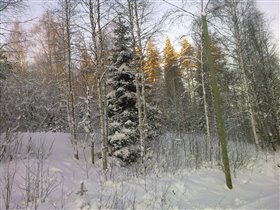 Финляндия, Тахко, лес