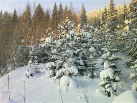 Финляндия, Тахко, лес, ёлки :)
