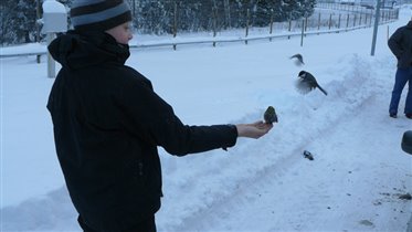 голодные синицы на Российско-Финской границе :))