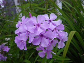 фиолетовый