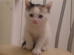 Трепетное существо