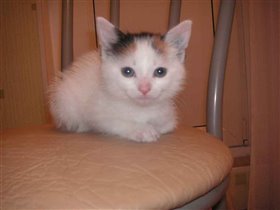 Я вас внимательно слушаю