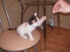 Моя любимая мыша