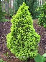 Picea glauca Daisy's White