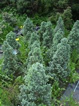 Picea glauca Blue Wonder