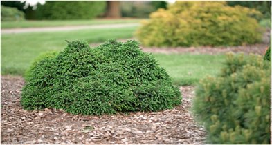 Picea glauca Echiniformis