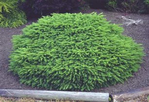 Picea abies Nidiformis