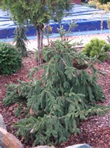Picea abies Acrocona