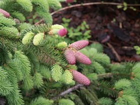 Молодые побеги и шишки ели  abies Acrocona