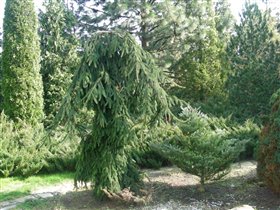 Picea abies Inversa