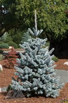 Picea pungens Hoopsii