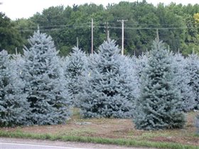 Picea pungens Fat Albert