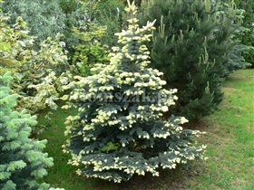 Picea pungens Bialobok