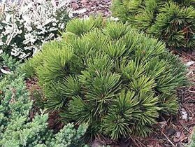 Pinus mugo var. mughus