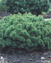 Pinus mugo var. pumilio