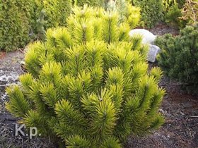 Pinus mugo Winter Gold