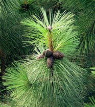 Pinus ponderosa