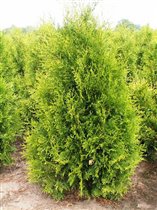 Thuja occidentalis Brabant