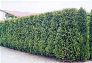 'Живая изгородь' из туи Brabant
